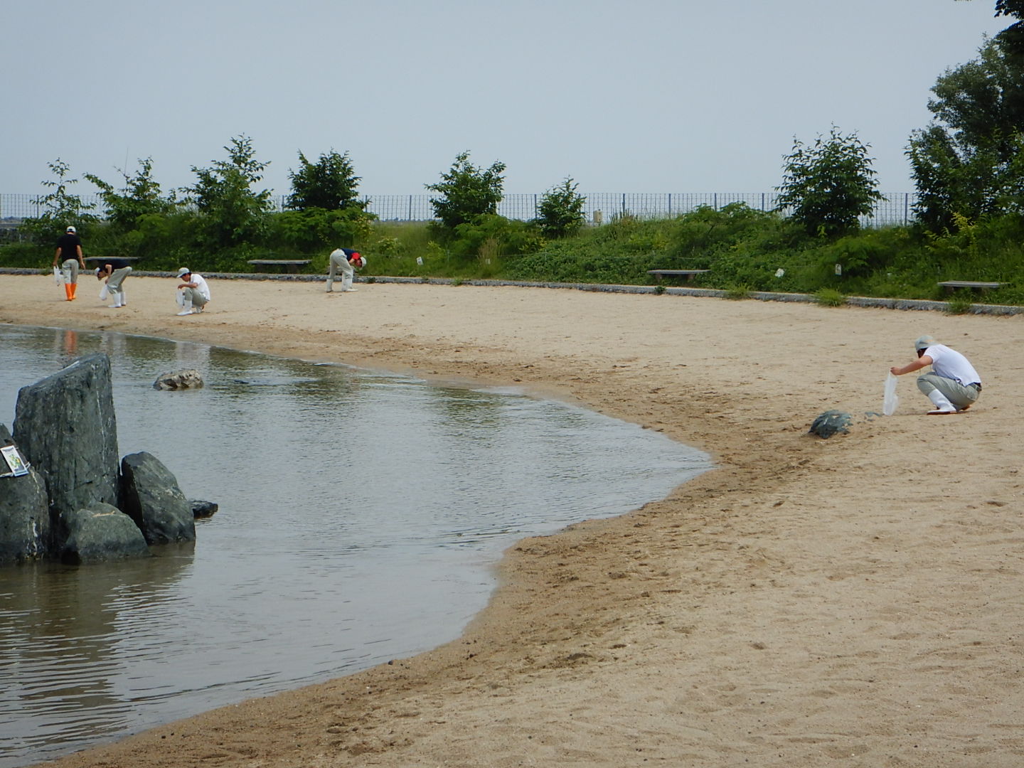 海岸での貝殻取り