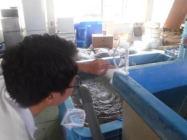 塩分濃度を測定中